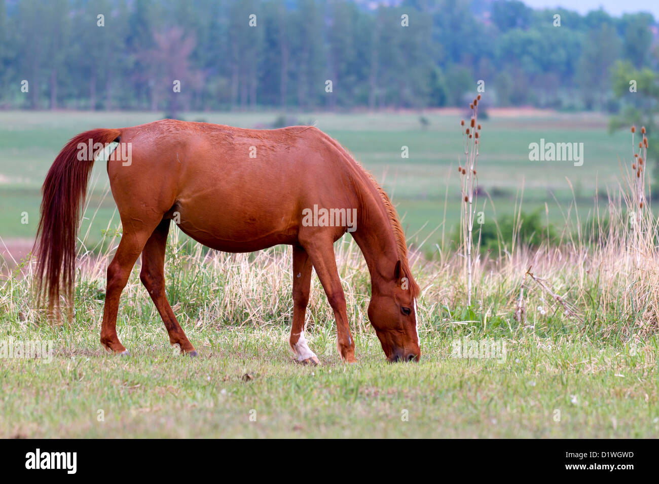 Bella bruna giovane pascolo cavalli nel prato Foto Stock