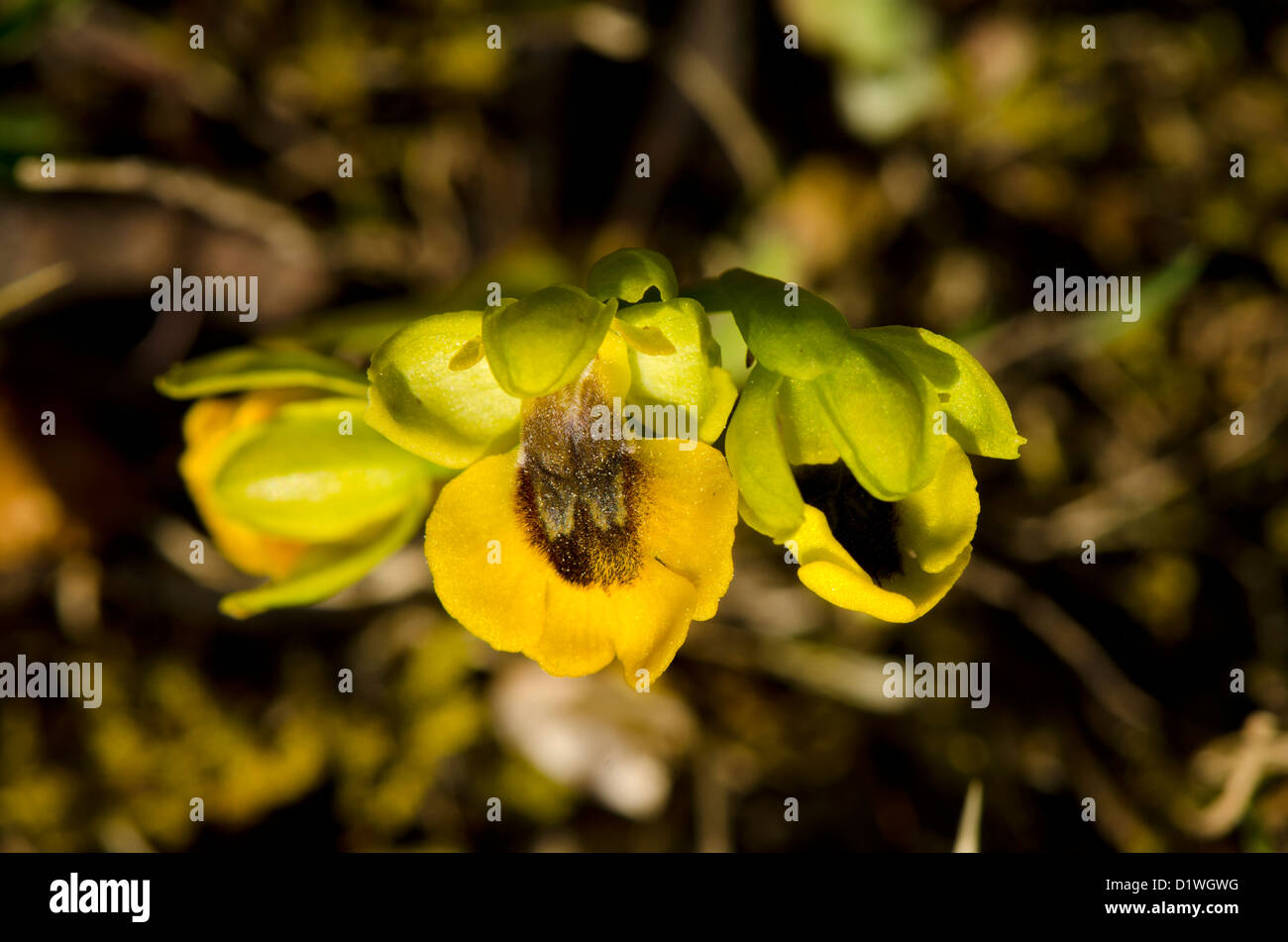 Yellow bee orchid, Ophrys lutea, Andalusia, Spagna meridionale. Foto Stock