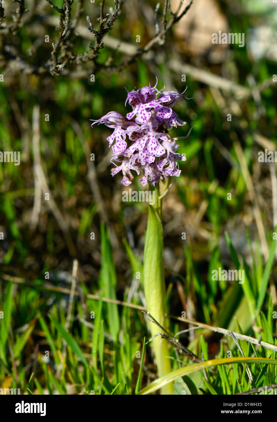 Orchidea conica, Orchis conica, orchidea selvatica in Andalusia, Spagna meridionale. Foto Stock