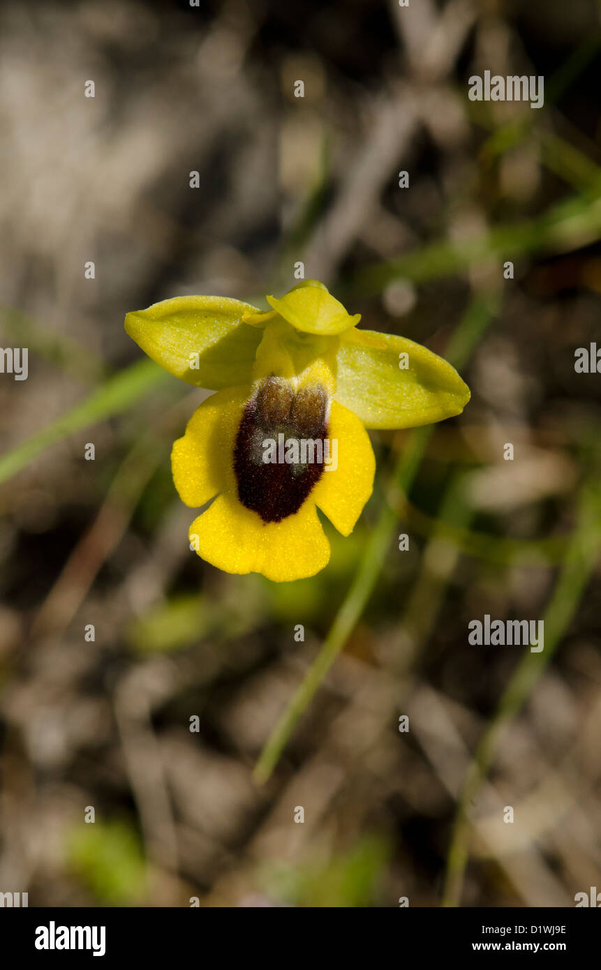 Yellow bee orchid, Ophrys lutea, Andalusia, Spagna meridionale. Foto Stock