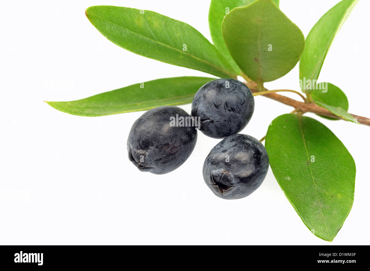 Foglie e bacche di mirto Foto stock - Alamy