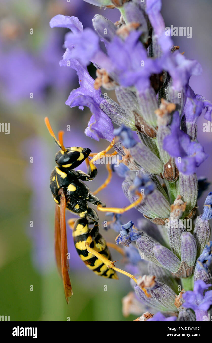 Macro di vespa visto di profilo su fiori di lavanda Foto Stock