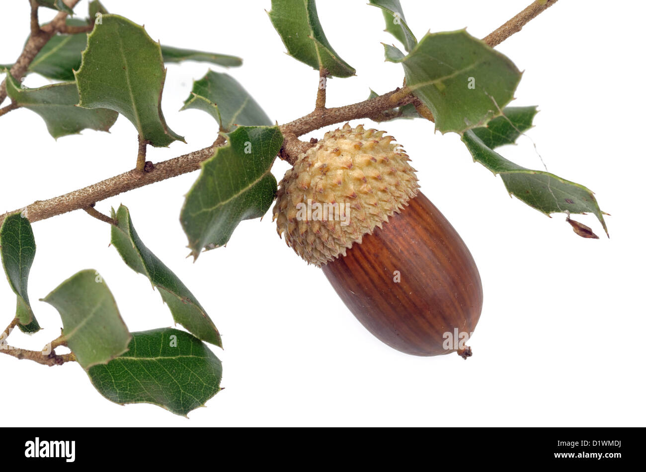 Acorn e leccio foglie Foto Stock