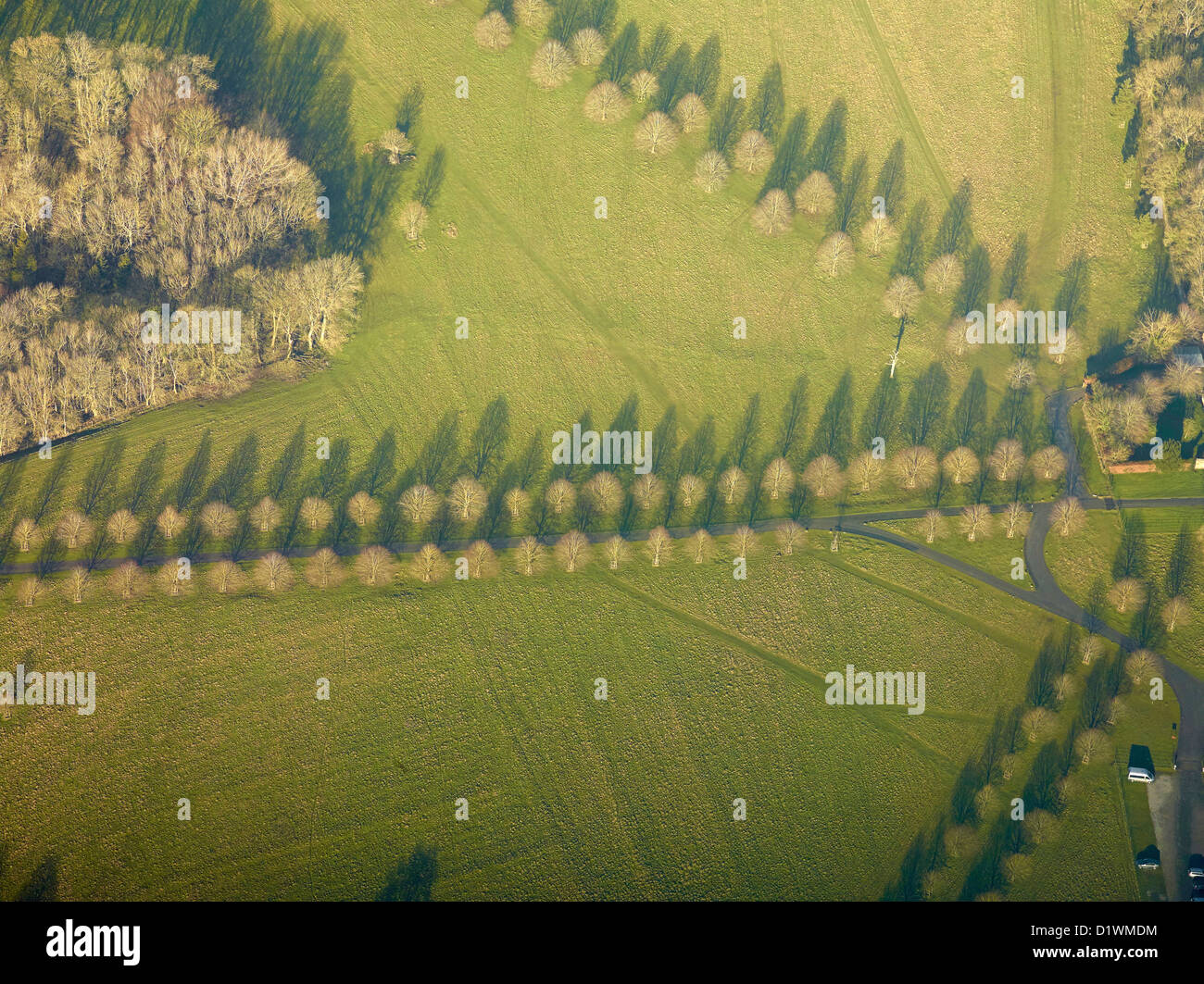 Linee del parco di alberi, vicino a Swindon, Wiltshire, Inghilterra sudoccidentale, REGNO UNITO Foto Stock