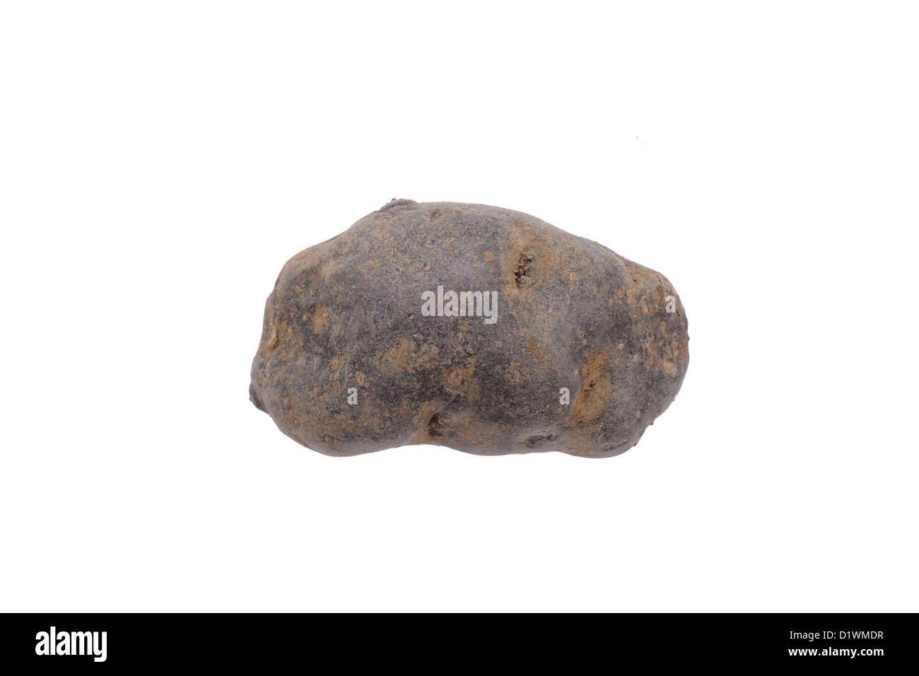 Patata blu, varietà porpora maestà Foto Stock