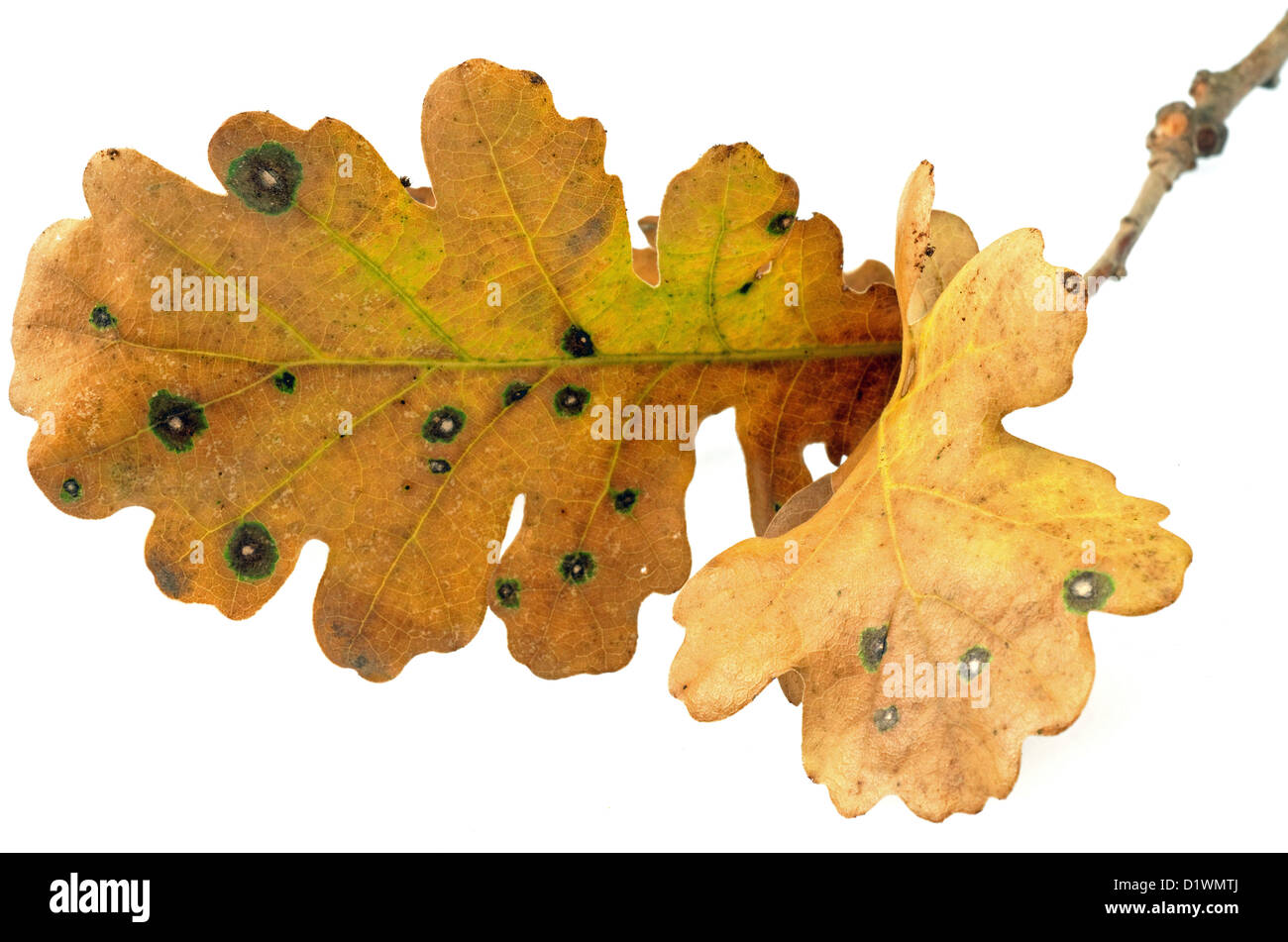 foglie di quercia Foto Stock