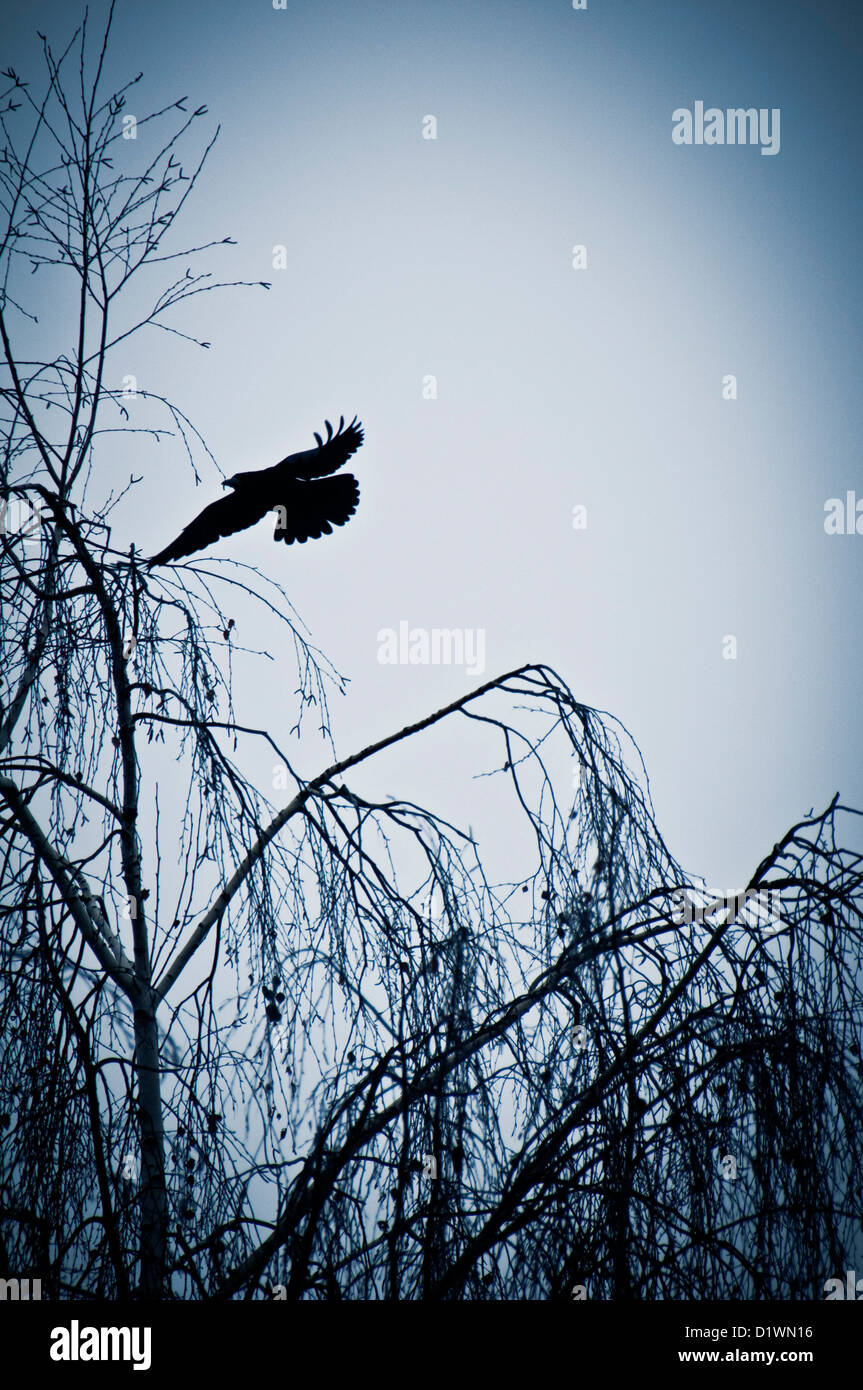 Silhouette di un corvo che vola da un albero Foto Stock