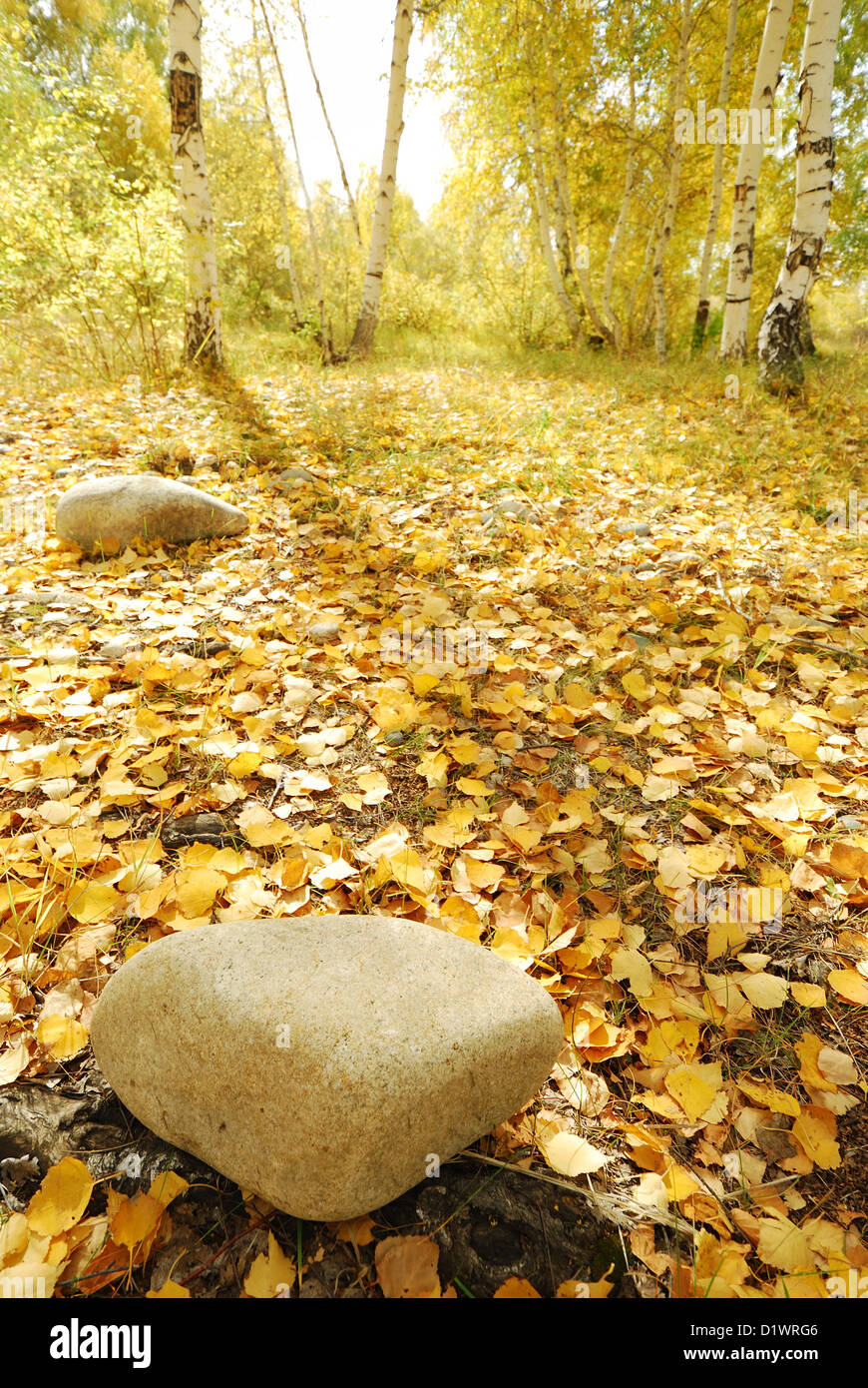 Autunno in legno profondo caduti lasciare con rocce di natura circondato da alberi in luminosi di colore giallo dorato. Foto Stock