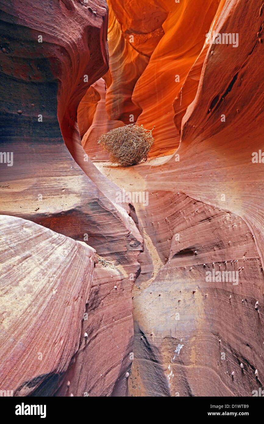 Fori per l'acqua Canyon, Slot Canyon, Reservat Navajo, bei Pagina, Arizona, Stati Uniti d'America Riserva Navajo Foto Stock