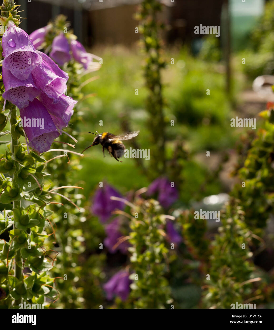 Bufftail bumblebee in volo zoned su foxglove. Foto Stock