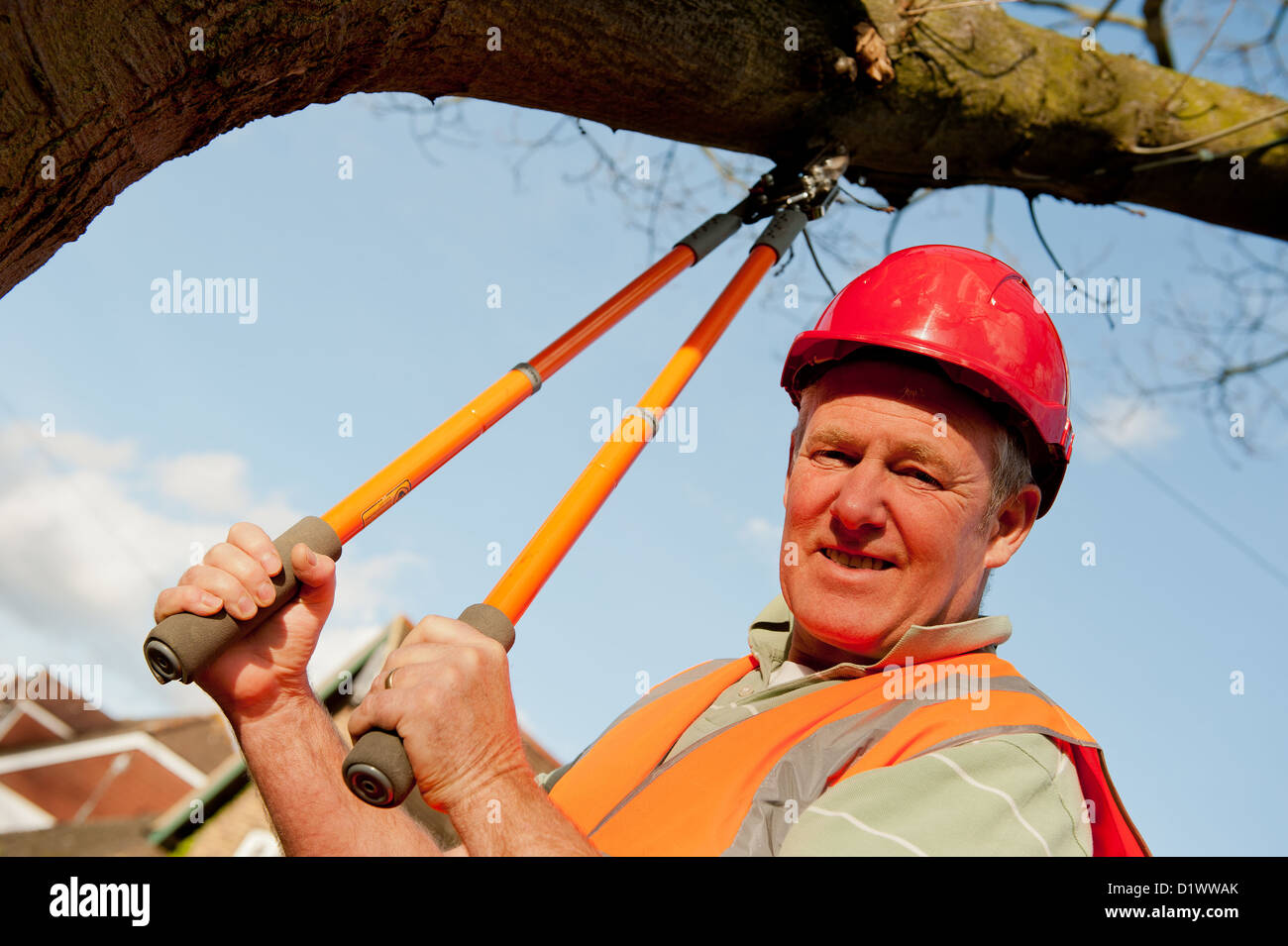 Tree chirurgo clipping antiche filiali. Foto Stock