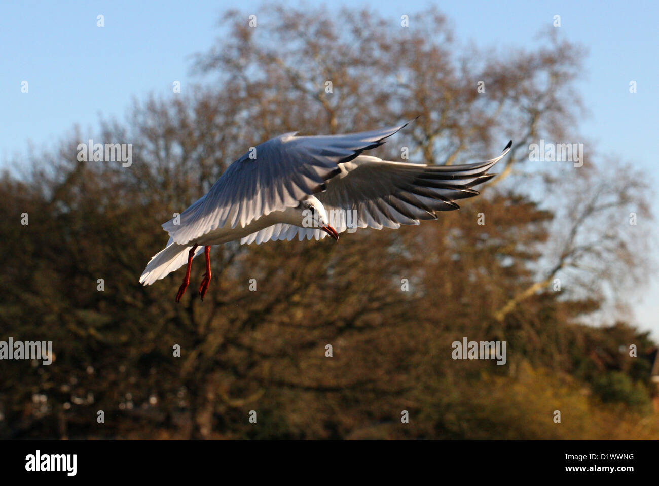 A testa nera Gabbiano, Chroicocephalus ridibundus, Laridae battenti Foto Stock