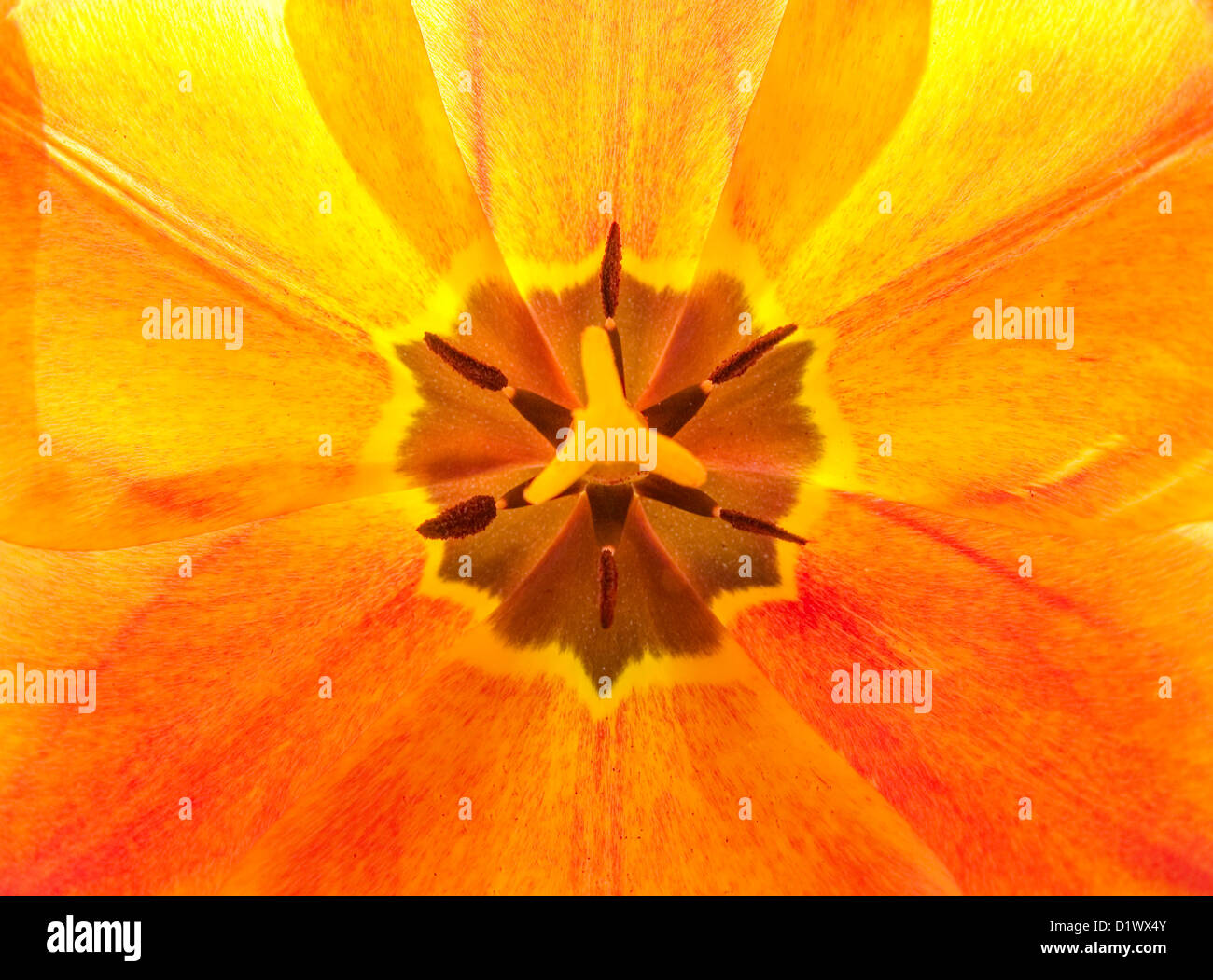 Dettaglio di un tulipano fiore. Foto Stock