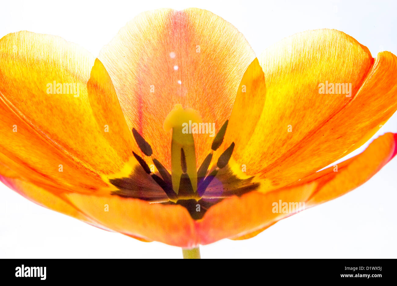 Bella tulip blossom. Foto Stock
