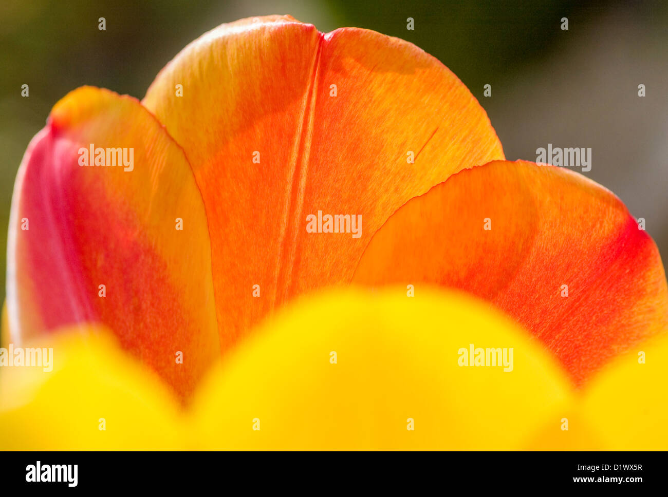 Close up di giallo e arancione tulip petali. Foto Stock