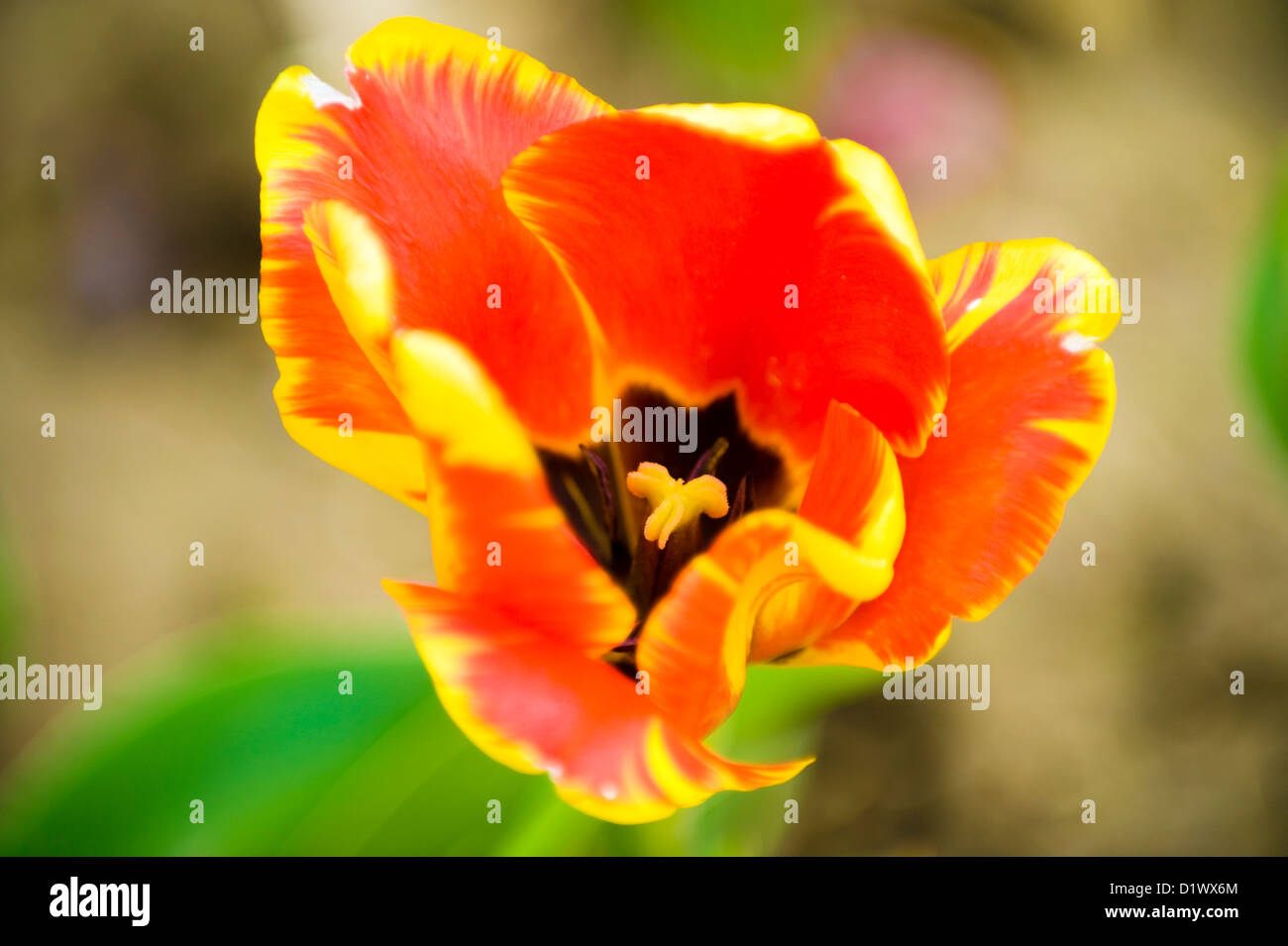 Bel rosso e giallo tulip blossom. Foto Stock