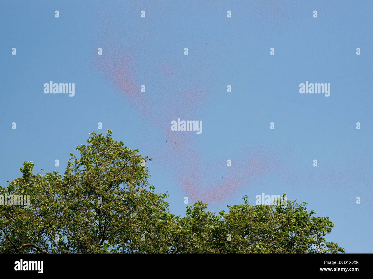 Papaveri cadere sopra Green Park il giorno del Comando Bombardieri Memorial dopo essere sceso da un bombardiere Lancaster della RAF Foto Stock