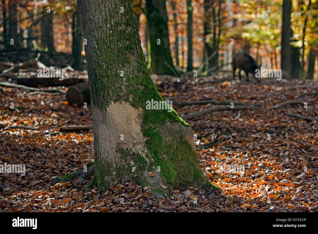 Il cinghiale (Sus scrofa) albero di sfregamento per rimuovere la sporcizia e parassiti dal loro pelle così come appena graffiare stessi, Belgio Foto Stock