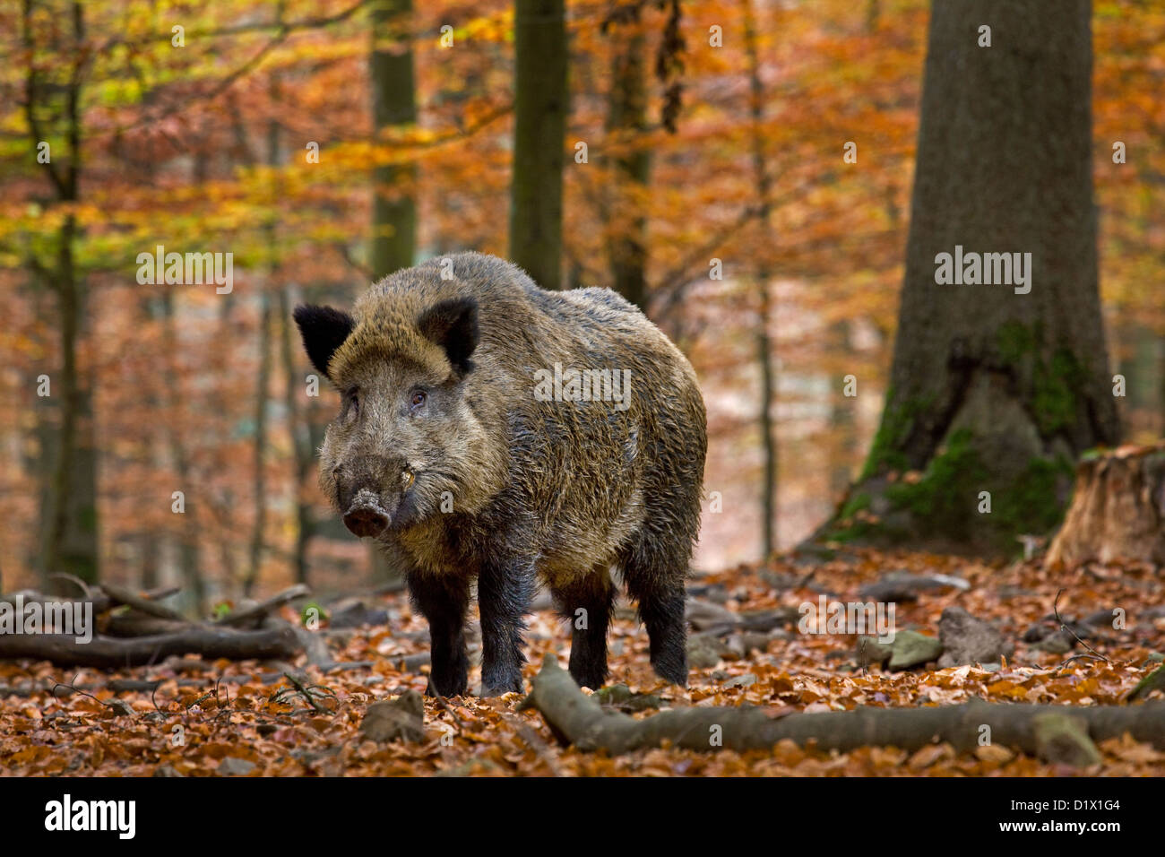 Il cinghiale (Sus scrofa) nella foresta di autunno nelle Ardenne belghe, Belgio Foto Stock