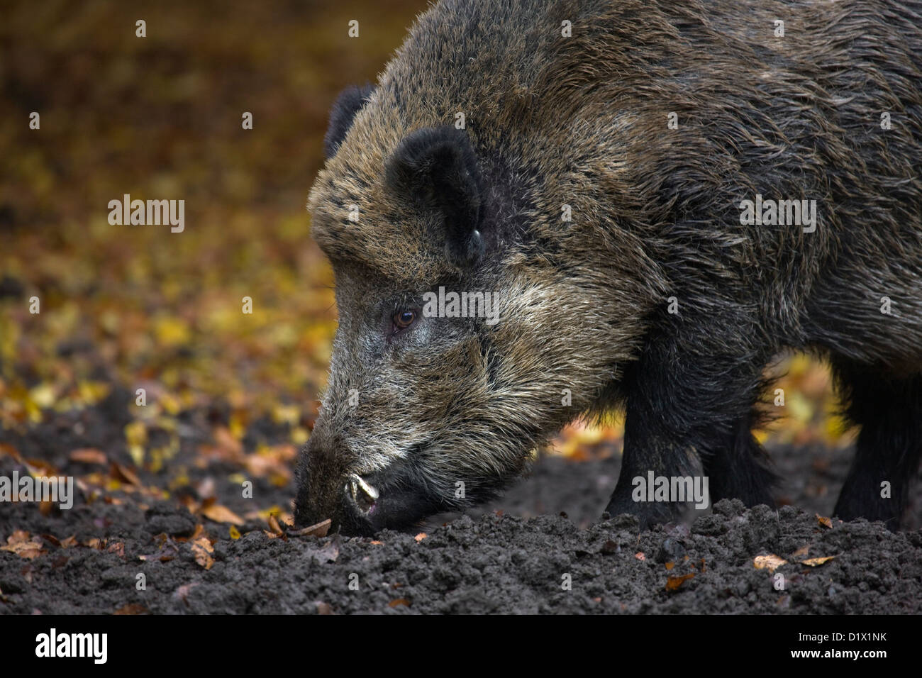 Il cinghiale (Sus scrofa) sradicare il cibo nel terreno con il suo muso nella foresta nelle Ardenne belghe, Belgio Foto Stock