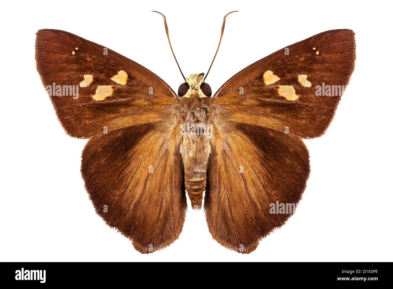 Hesperiidae piccola farfalla Foto Stock