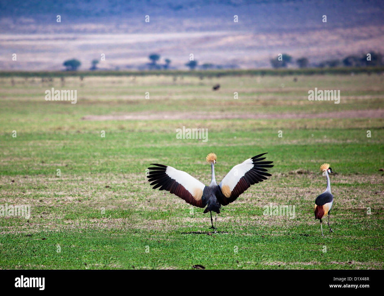 Grey Crowned Crane. L'uccello nazionale di Uganda, appare nel suo stemma. Foto scattata in Tanzania, Africa. Foto Stock