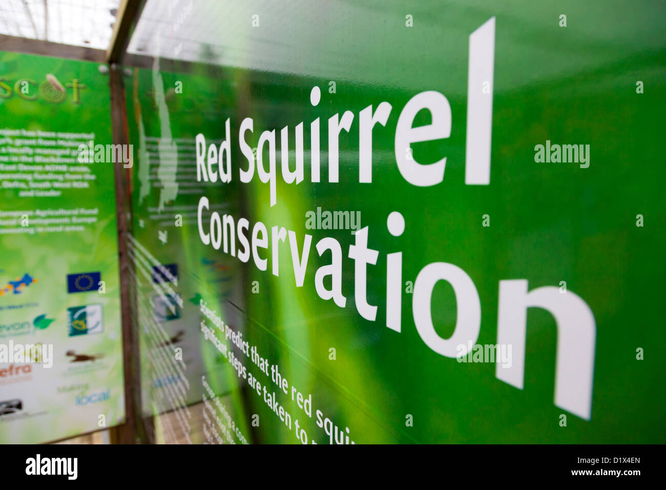 Scoiattolo rosso; Informazioni scheda; Terme ESCOT; Devon, Regno Unito Foto Stock