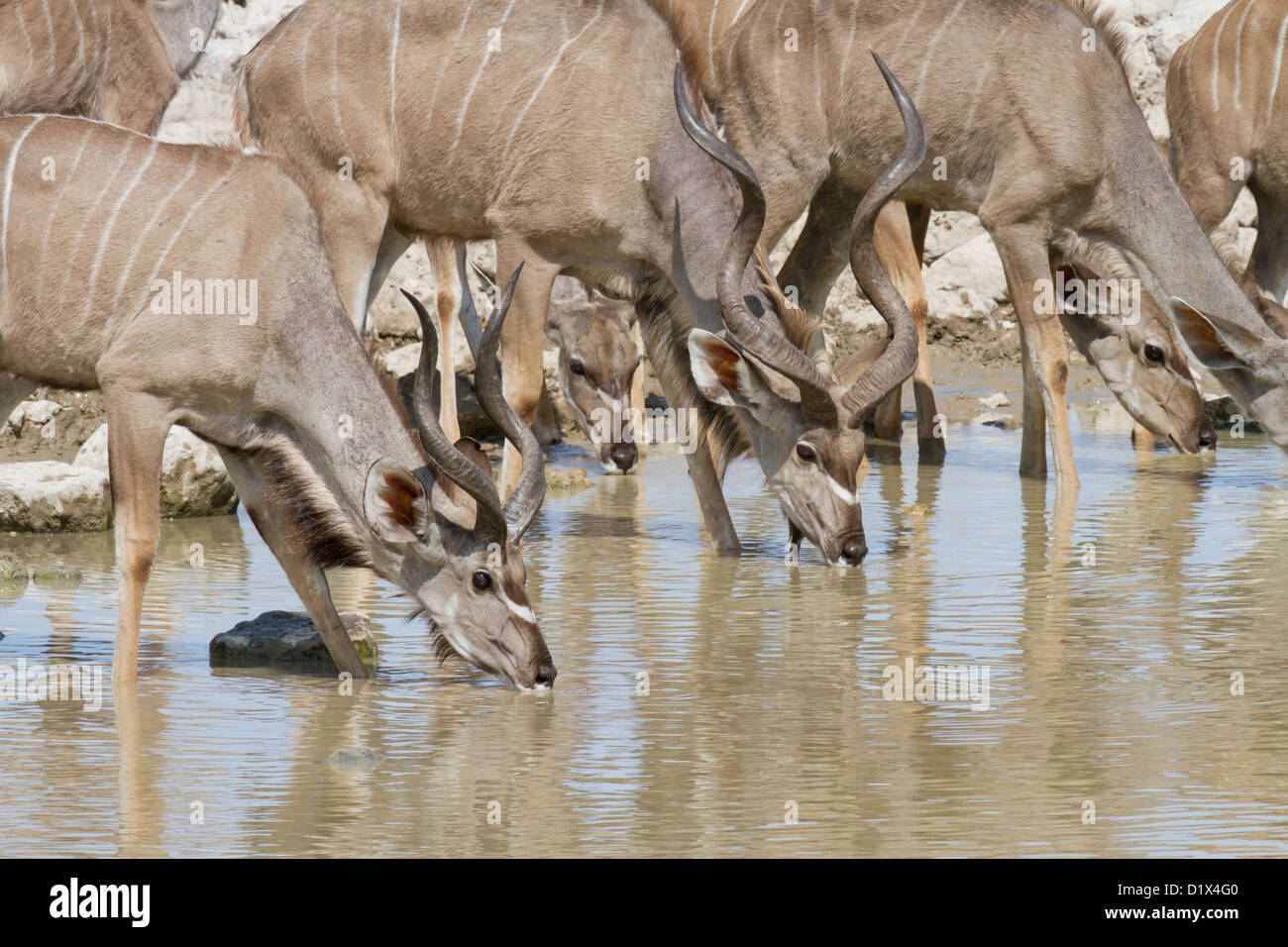 Maggiore Kudu mandria di bere in Etosha National Park, Namibia Foto Stock