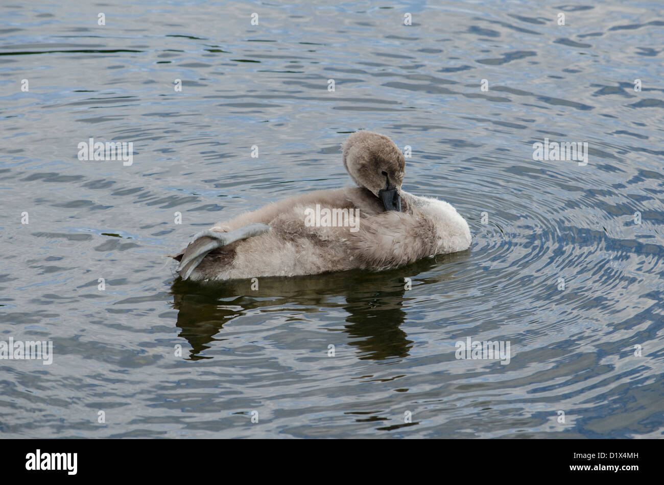 Un cigno cygnet preening Foto Stock Un cigno cygnet preening Foto Stock