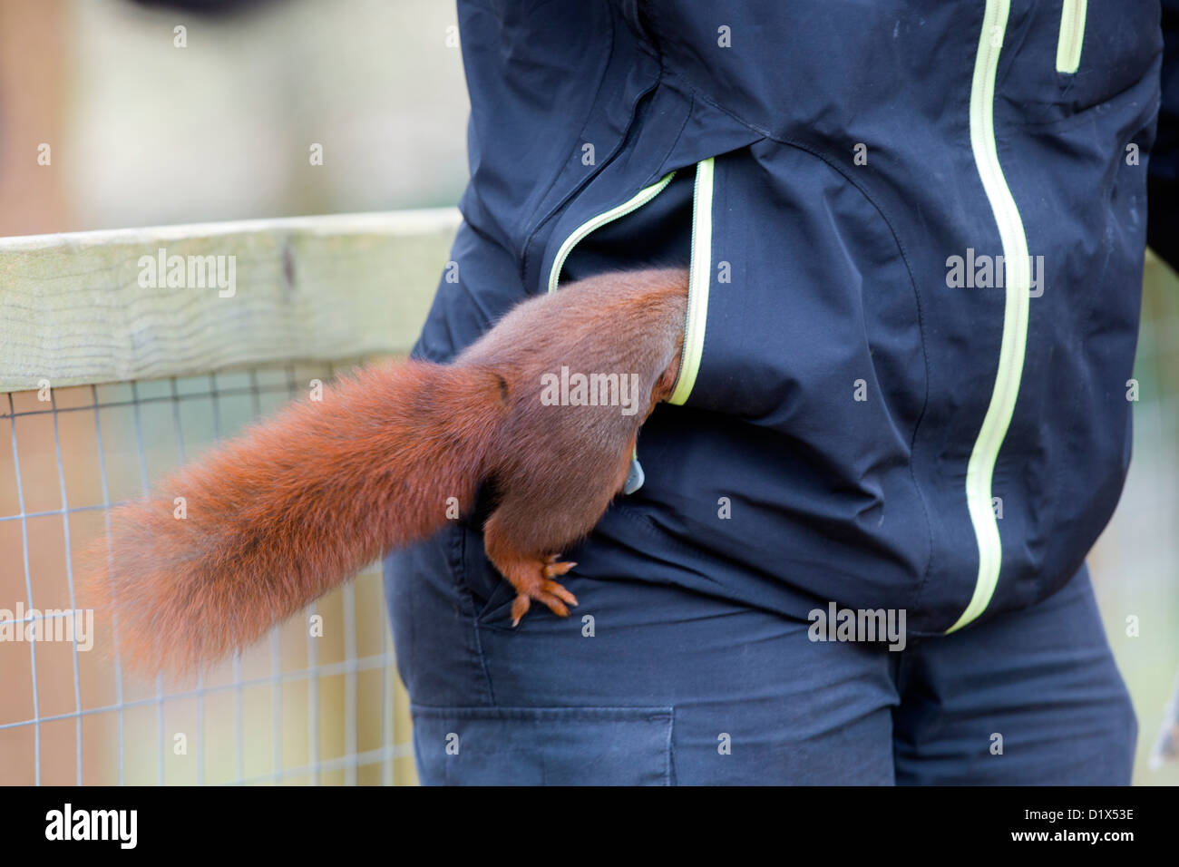 Scoiattolo rosso; Sciurus vulgaris; cercando in una tasca; Terme ESCOT; Regno Unito Foto Stock