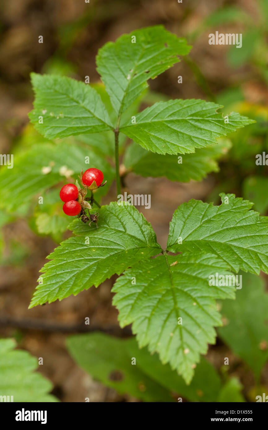 Frutta rossa con foglia (Rubus saxatilis) nella foresta Foto Stock