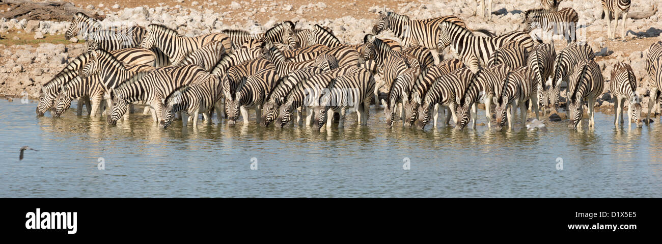 Allevamento di zebra di bere a waterhole. Foto Stock