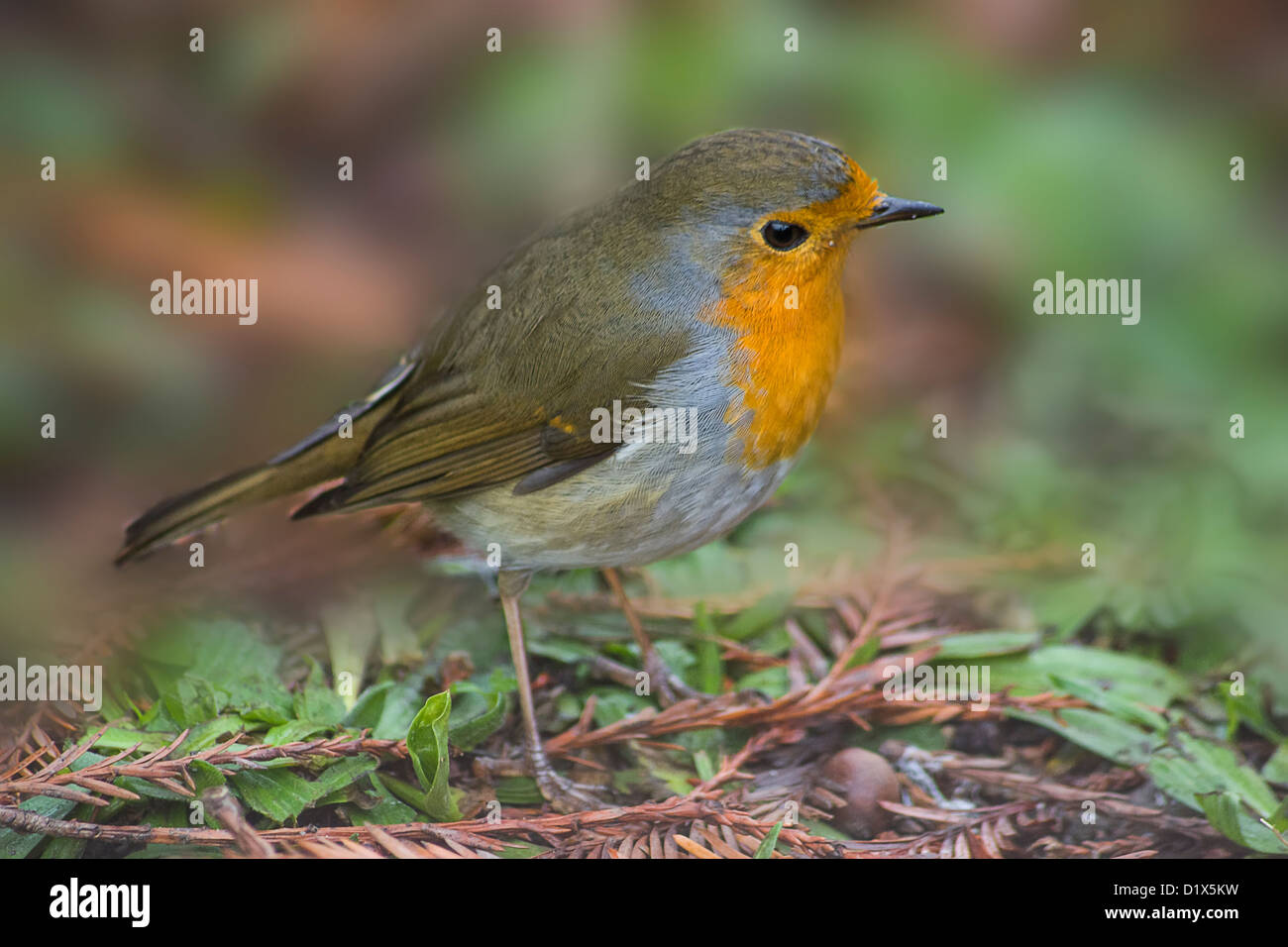 Red Robin europea, uccello Foto Stock