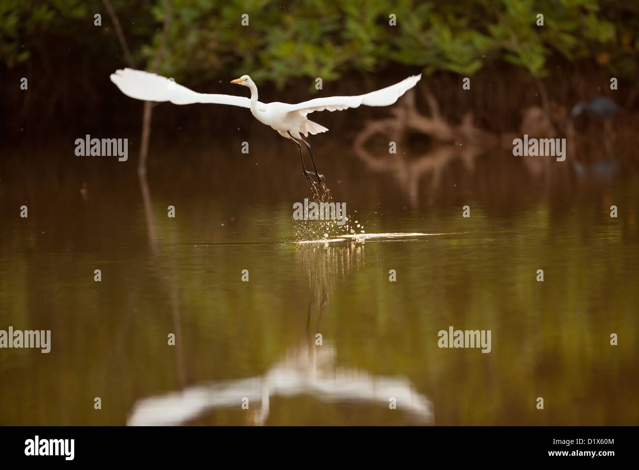 Grande Egret, Ardea alba, sorvolando uno stagno nel Parco Nazionale di Sarigua, Penisola di Azuero, provincia di Herrera, Repubblica di Panama, America Centrale. Foto Stock