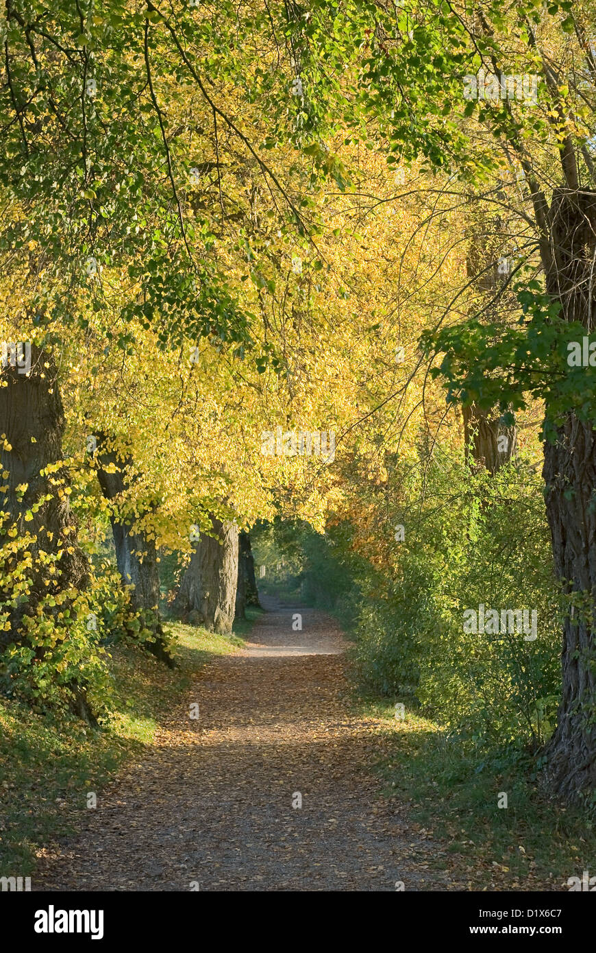 Sentiero con percorso di ombra e luce bassa nel bosco Foto Stock