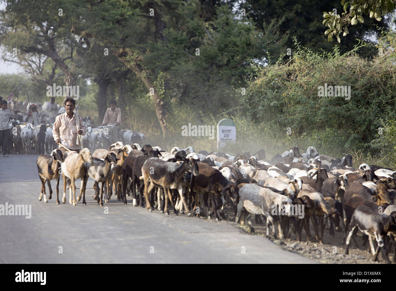 Un pastore tribale con capre Khalwa, Madhya Pradesh, India Foto Stock