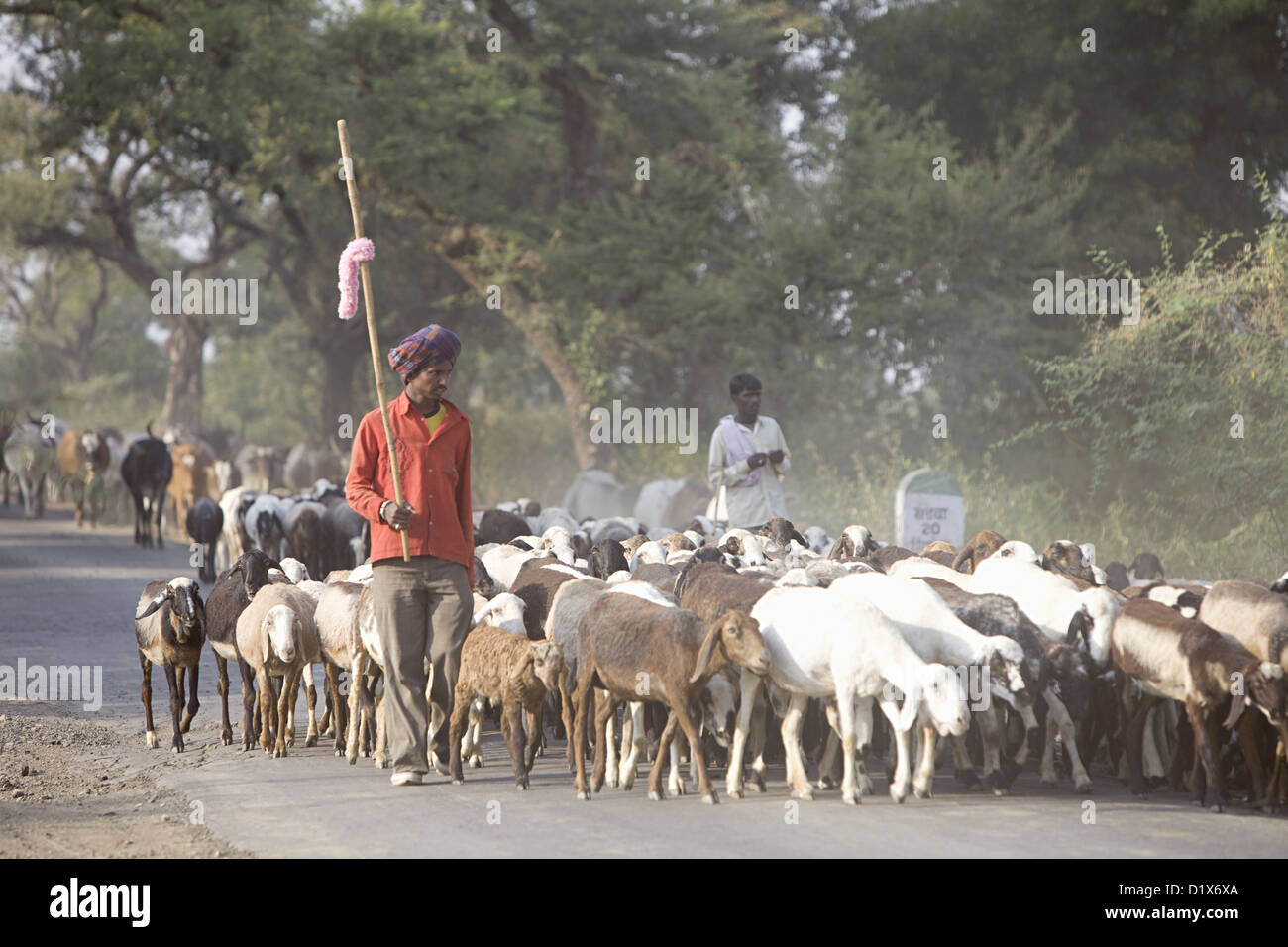 Un pastore tribale con capre Khalwa, Madhya Pradesh, India. Foto Stock