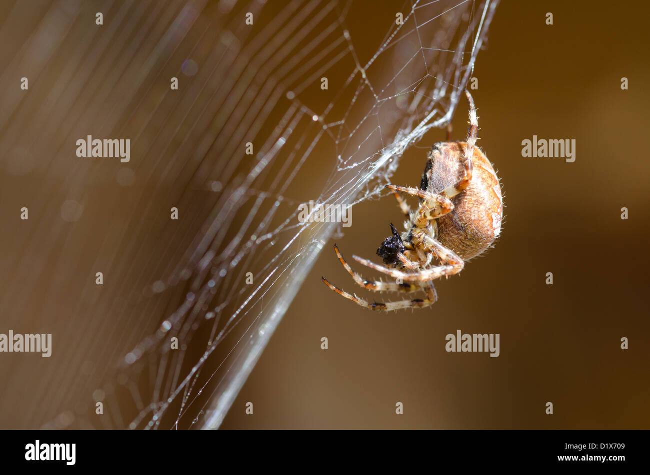 Croce orbweaver, giardino europeo spider nel suo web con la preda / Araneus diadematus Foto Stock