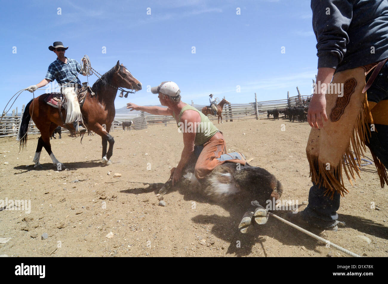 Un vitello di cordata e catturati nel corso di un marchio presso il Ranch di Dalton nella valle di trifoglio, NV Foto Stock