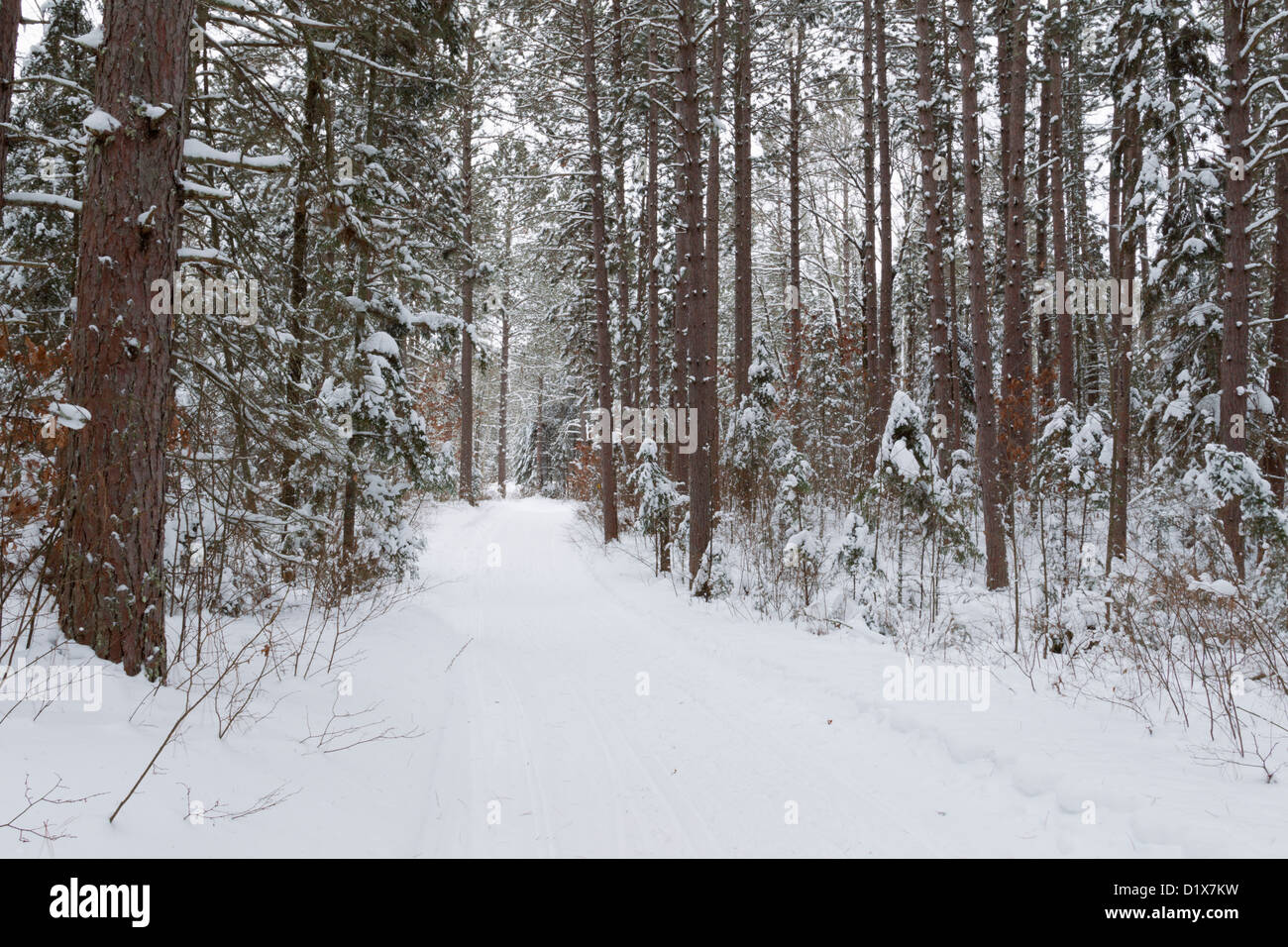 Tipico Minnesota settentrionale della foresta di inverno scena lungo un sentiero ricreativo - Chippewa National Forest. Foto Stock