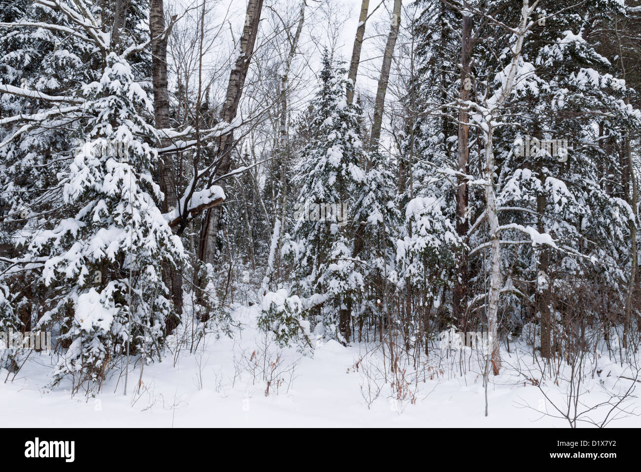Tipico settentrionale boscoso Minnesota terreno in inverno - Chippewa National Forest. Foto Stock