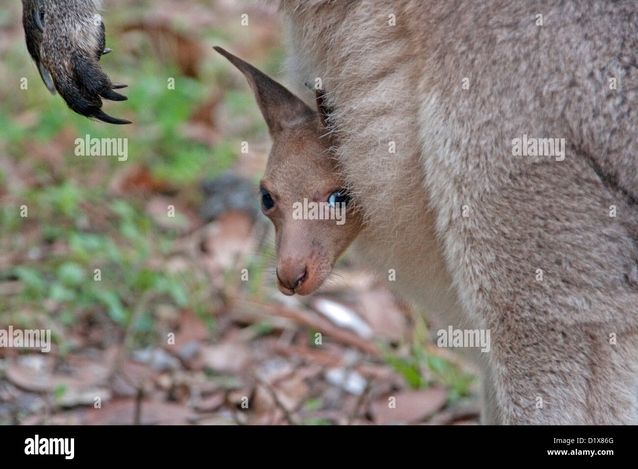 Close up di giovani joey - baby orientale canguro grigio Macropus giganteus- con la testa e il piede sporgente dalla madre della custodia. Shot in the wild. Foto Stock