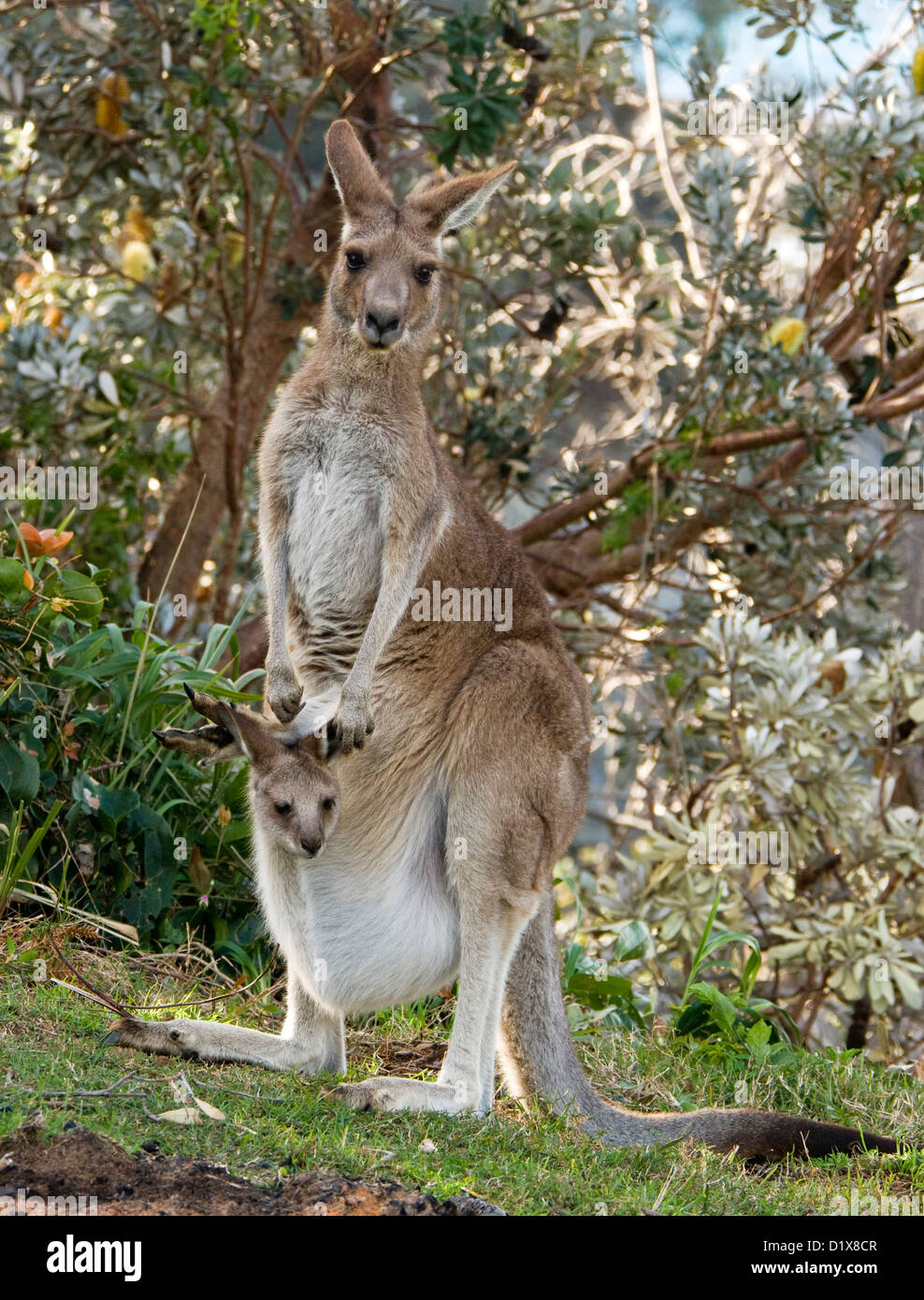Tiny joey - baby orientale canguro grigio Macropus giganteus - il peering al di fuori della stessa madre di pelliccia pouch - nel selvaggio Foto Stock