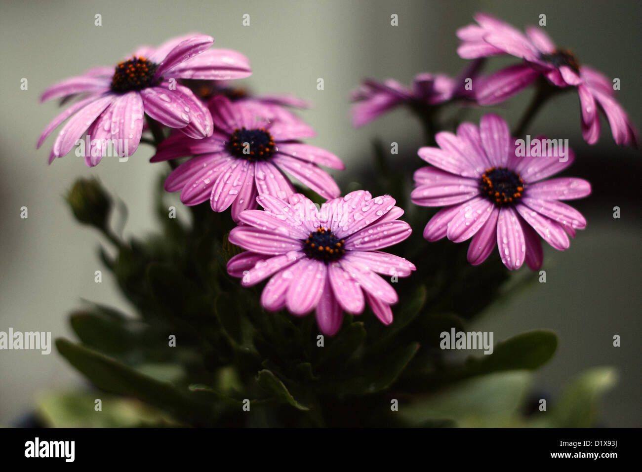 Fiori viola con gocce di pioggia Foto Stock