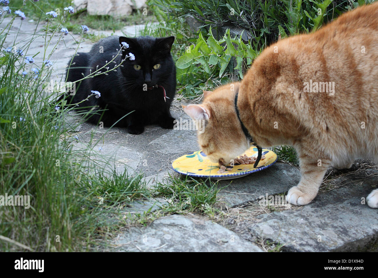 Gatto nero e giallo tabby cat Foto Stock