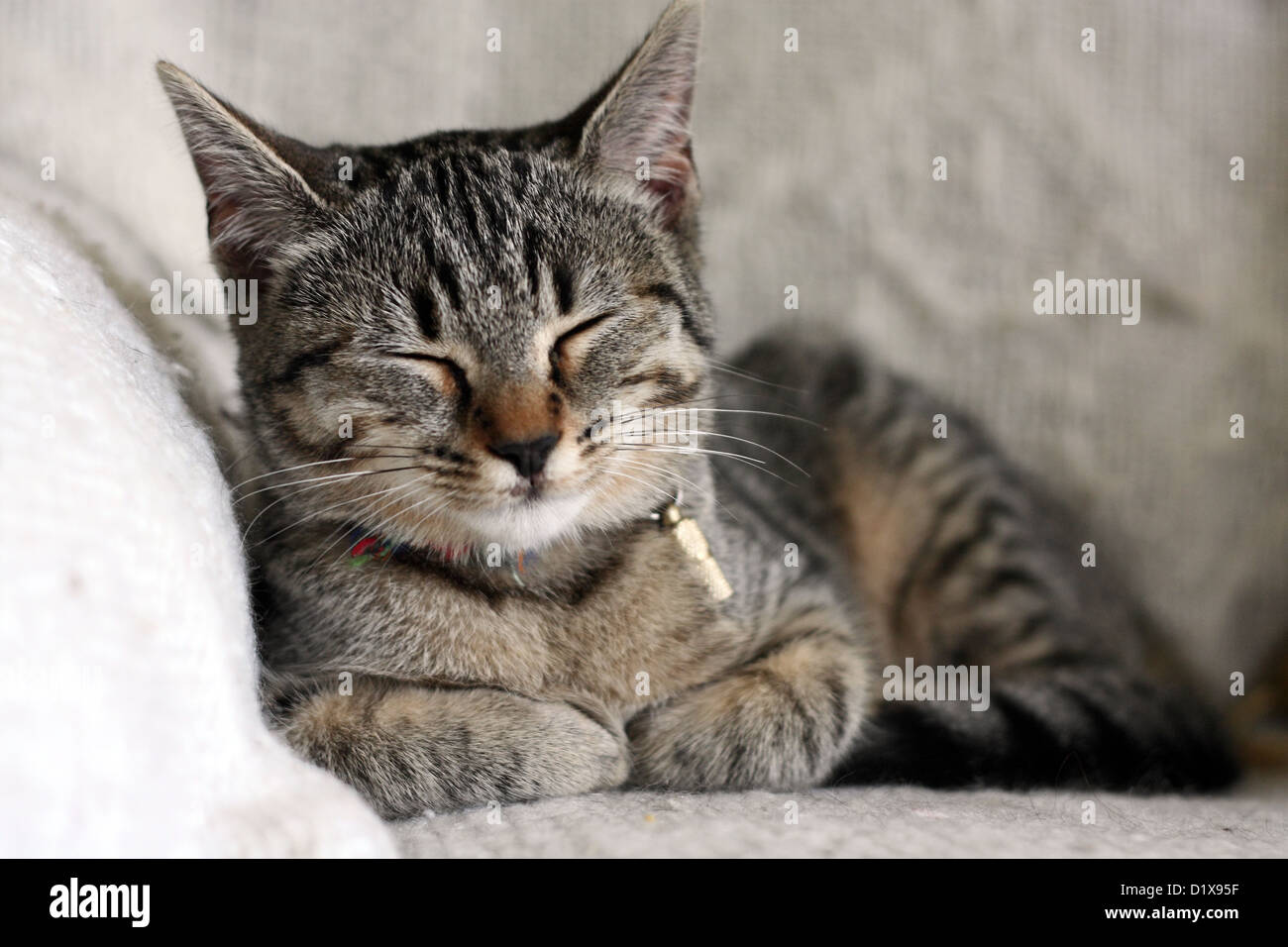 Tabby cat dormire in una sedia Foto Stock