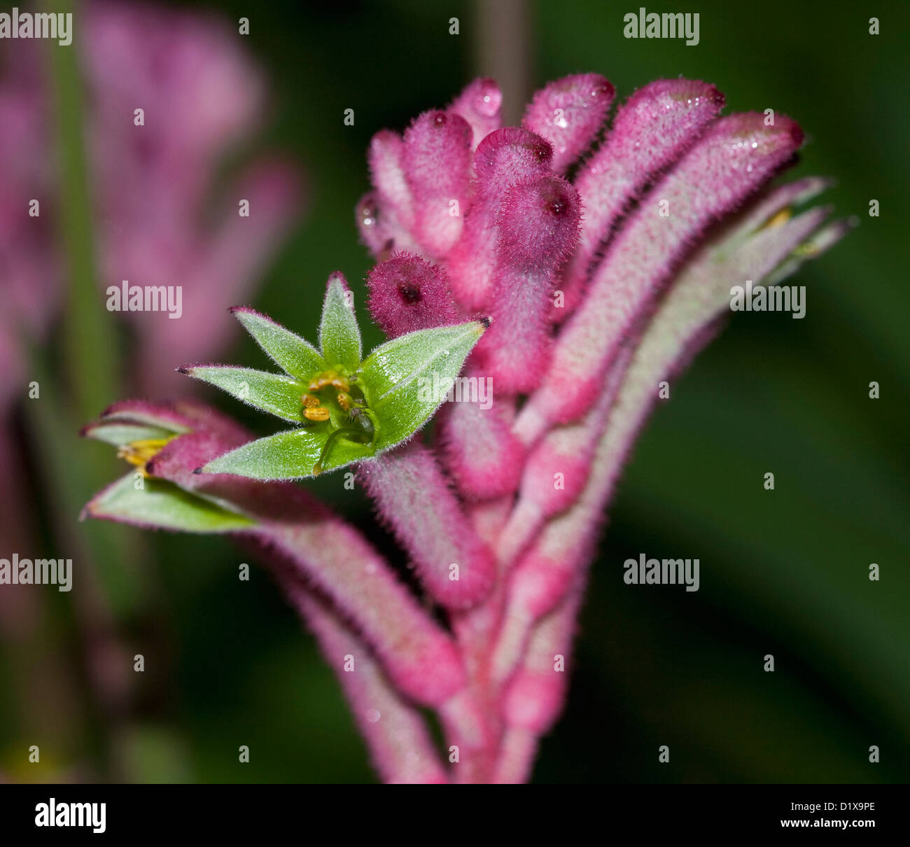 Close up di verde e di rosa fiori di pelliccia di specie Anigozanthos - kangaroo paw - un australiano vegetale nativo Foto Stock