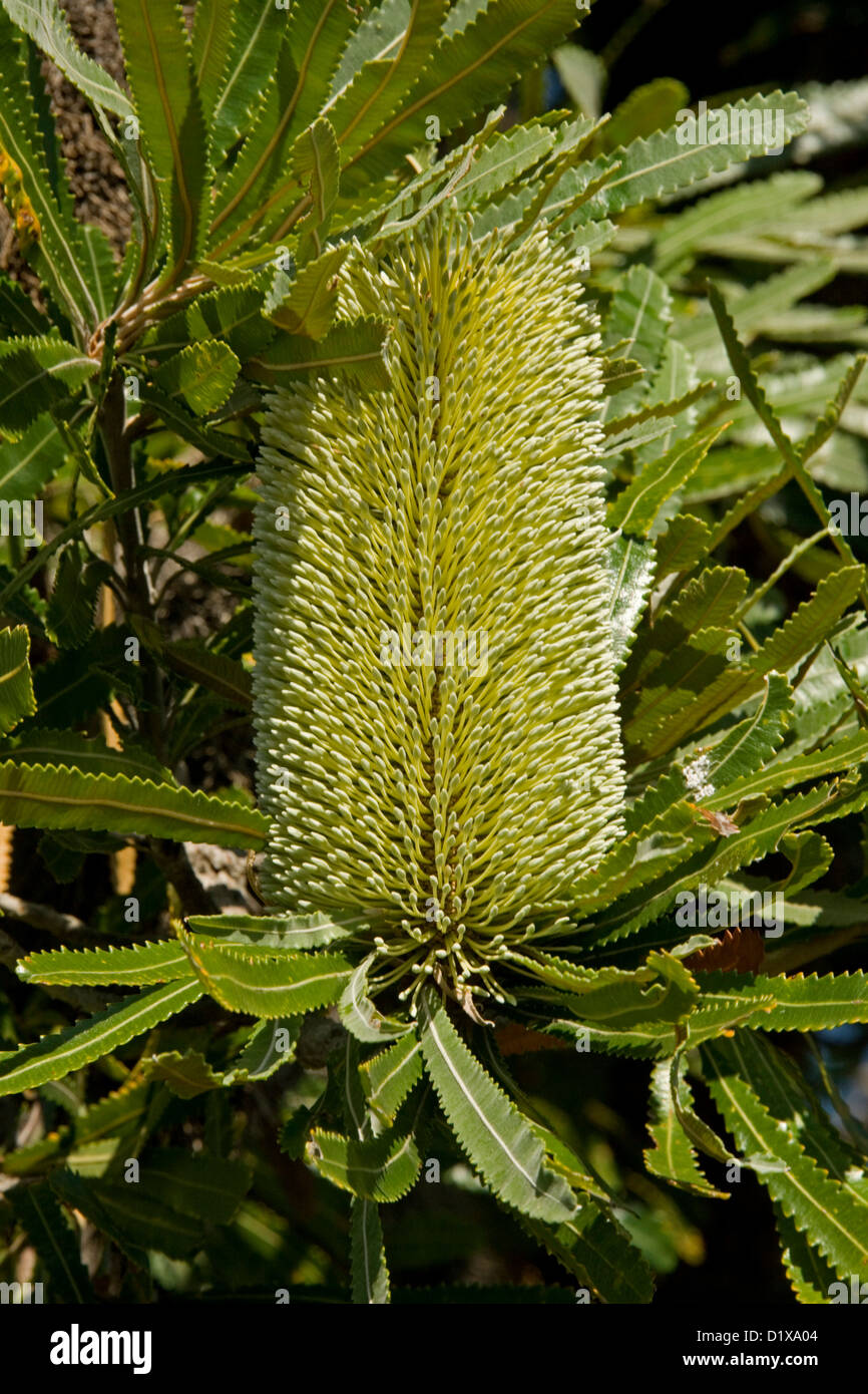 Verde / giallo fiore di Banksia robur e fogliame n Burrum Coast National Park, vicino a Hervey Bay Queensland Australia Foto Stock