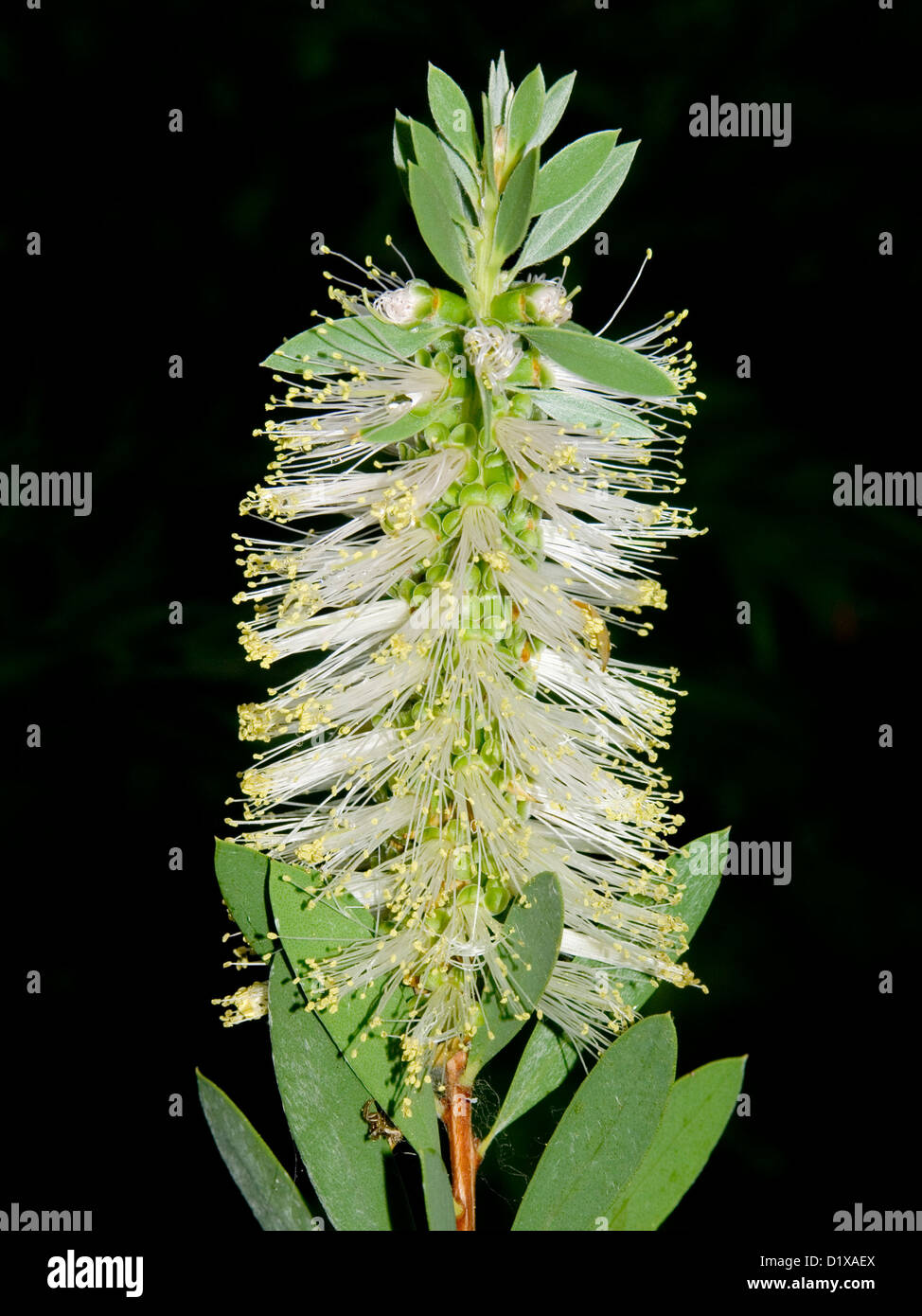 Incredibile fiore bianco & foglie verdi di Australian scovolino da bottiglia tree, Callistemon citrinus alba, contro uno sfondo nero Foto Stock