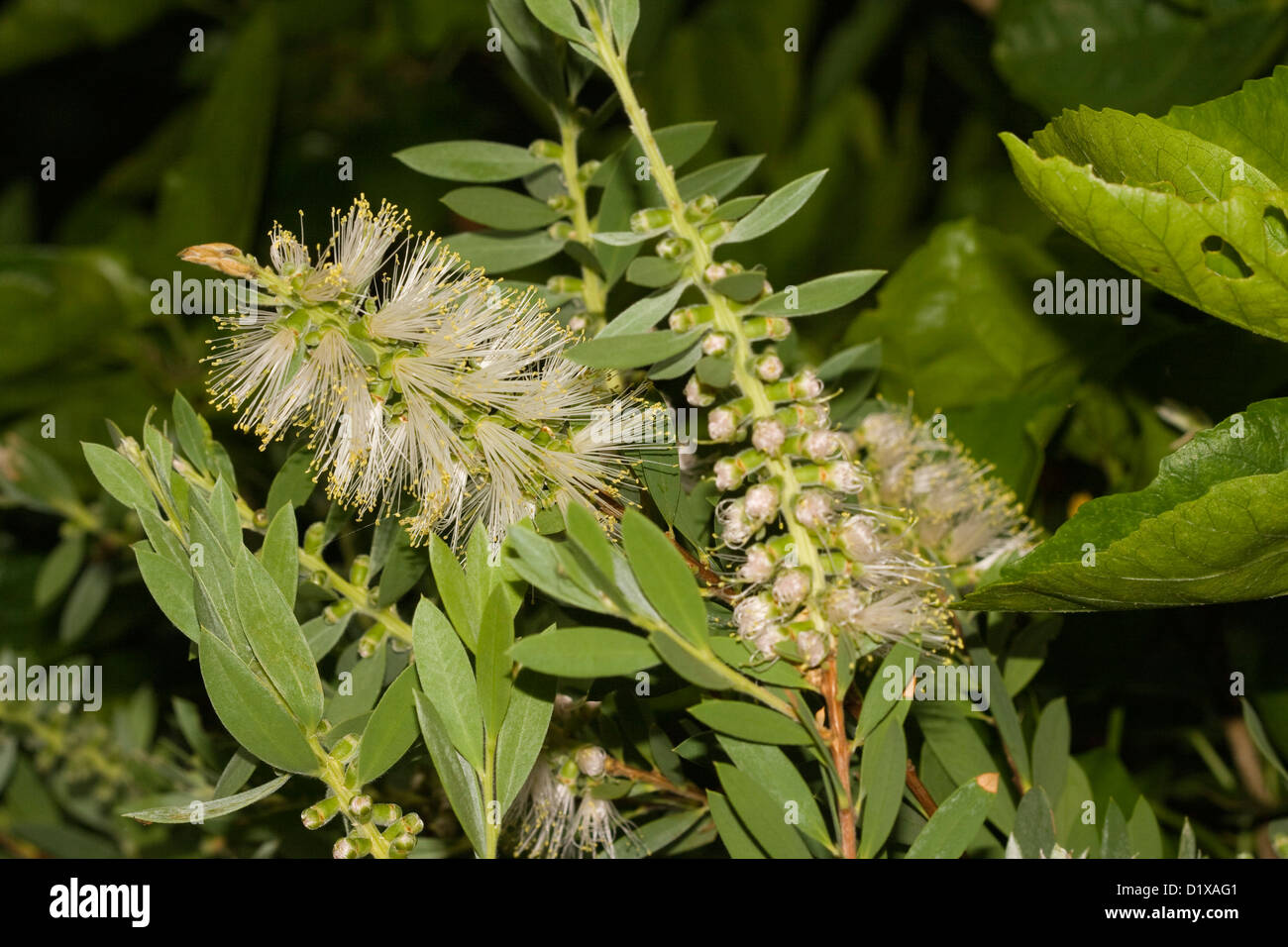 Fiori bianchi e foglie verdi di Callistemon citrinus alba, scovolino da bottiglia, popolare australiana nativa arbusto a fioritura in giardino Foto Stock